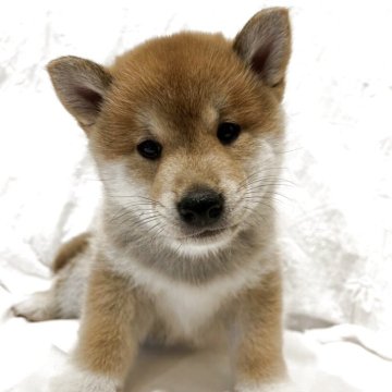 柴犬(標準サイズ)【群馬県・男の子・2025年3月7日・赤】の写真「優しいお顔の男の子😍」