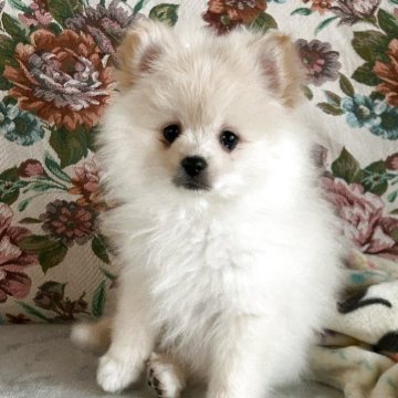 ポメラニアン【群馬県・男の子・2025年9月15日・クリーム】の写真「コロコロ‼️ホワイト多めなクリームです！」