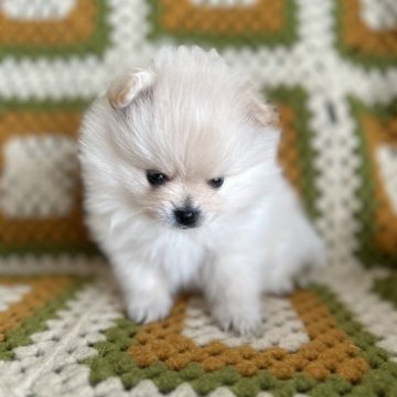 ポメラニアン【群馬県・男の子・2024年11月13日・クリーム】の写真「綺麗なクリームの被毛です。ちびっ子でも健康💪」