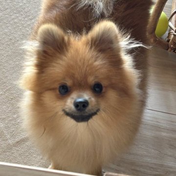 ポメラニアン【群馬県・男の子・2025年3月25日・オレンジ】の写真「小粒なボディ、お顔も良し！！元気な男の子です！」