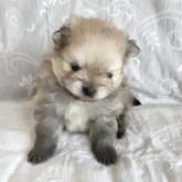 ポメラニアン