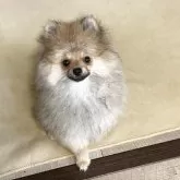 ポメラニアン