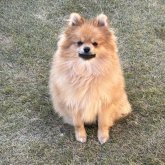 ポメラニアン