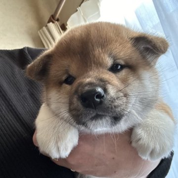 柴犬(標準サイズ)【群馬県・男の子・2023年12月21日・赤】の写真「まん丸顔の男の子♡ おっとり甘えん坊君です！」
