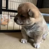 柴犬(標準サイズ)【群馬県・女の子・2024年3月31日・赤】の写真2「お鼻のシワがたまらない♡」