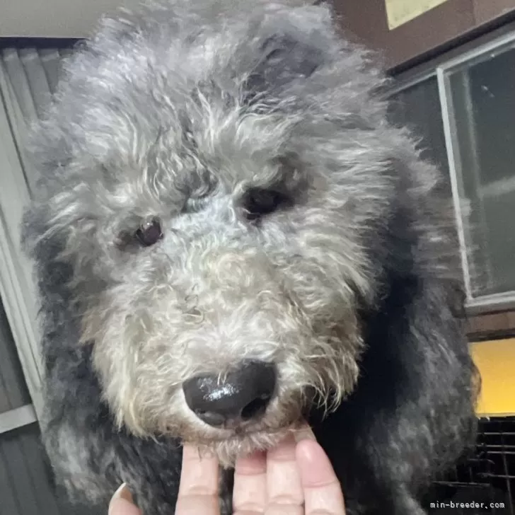 ID:2509-05976の子犬