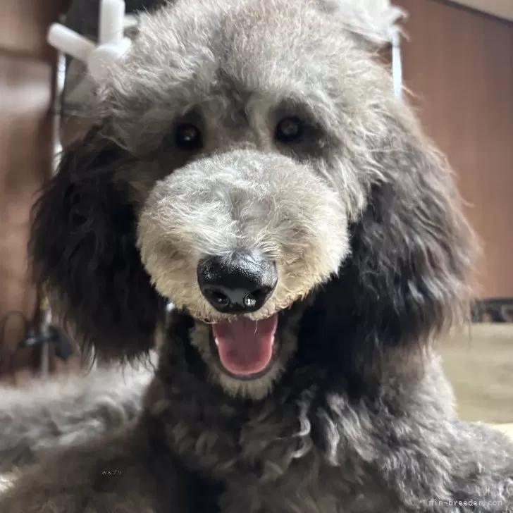 ID：2508-04457の子犬