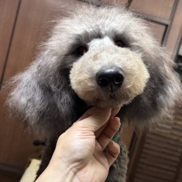 スタンダードプードル【大阪府・女の子・2025年4月17日・シルバー】の写真「パパチャンピオン！小さいサイズ良血統シルバー女の子」