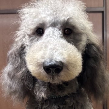 スタンダードプードル【大阪府・男の子・2025年4月17日・シルバー】の写真「パパチャンピオン！小さいサイズ良血統シルバー男の子」