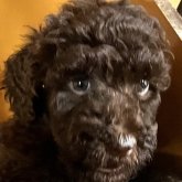 スタンダードプードル