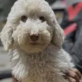 スタンダードプードル