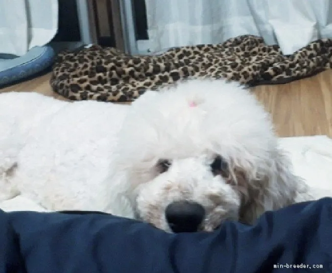 ID:2012-02879の子犬