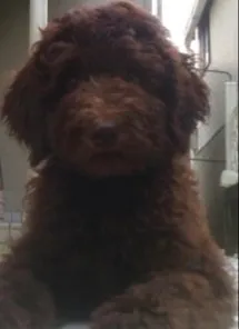 ID:2009-00820の子犬