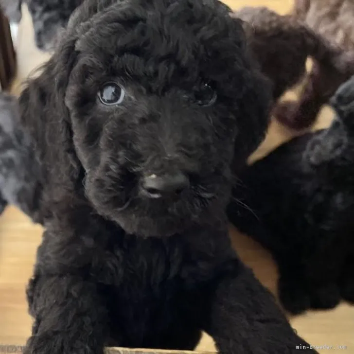 ちぃ 様のお迎えした子犬