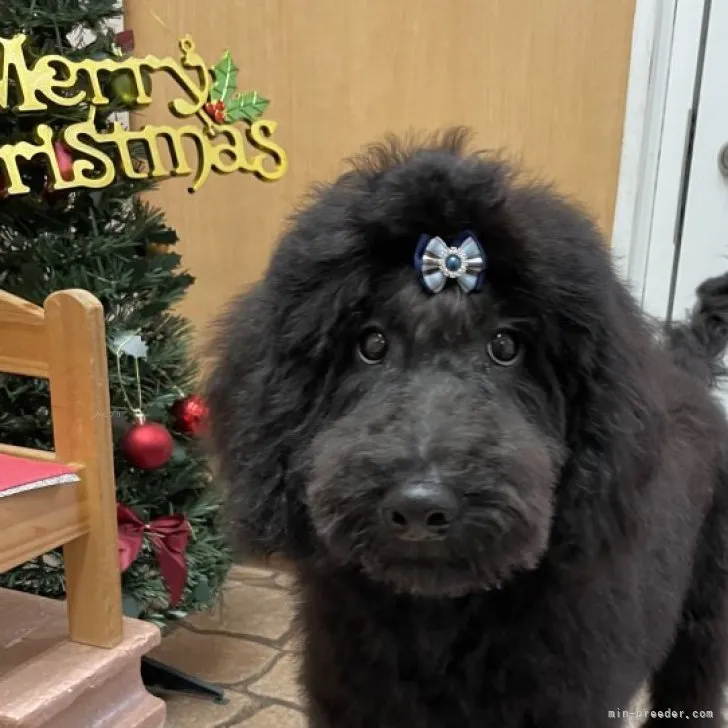黒ちび 様のお迎えした子犬