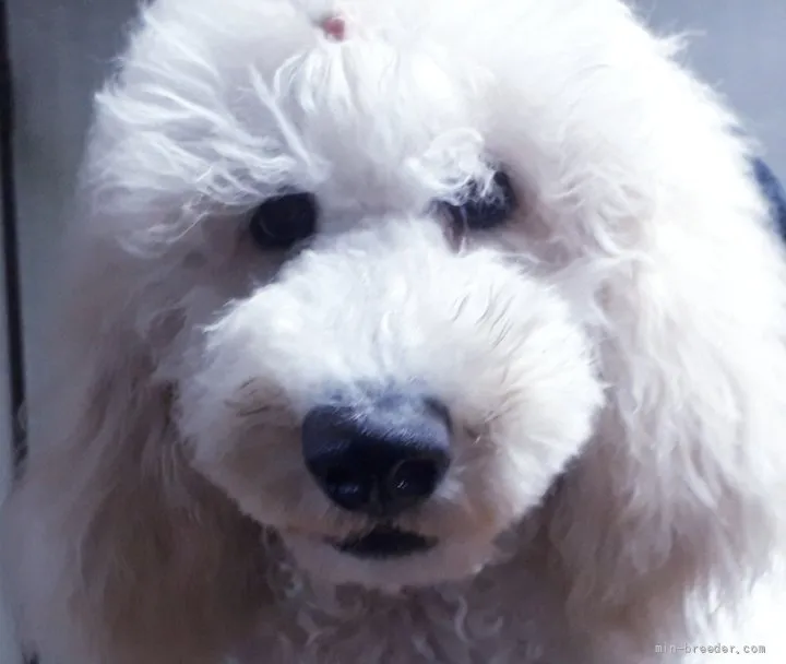ID:2204-00273の子犬