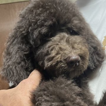 スタンダードプードル【大阪府・女の子・2023年6月25日・ブラウン】の写真「良血統！小さめサイズなブラウンの女の子」