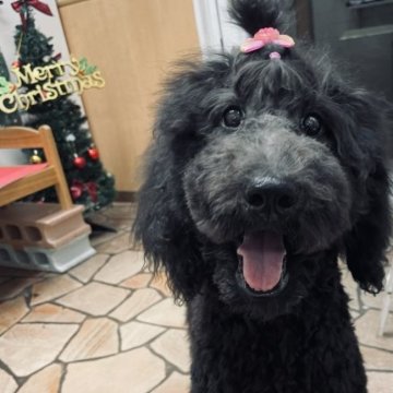 スタンダードプードル【大阪府・女の子・2023年5月13日・ブラック】の写真「良血統！小さめサイズのブラック女の子」