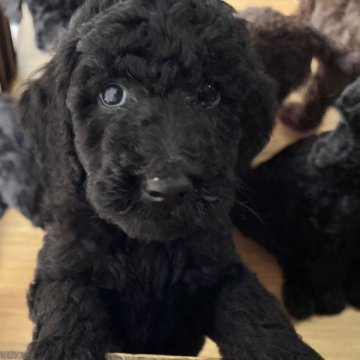 スタンダードプードル【大阪府・女の子・2023年4月30日・ブラック】の写真「良血統！小さめサイズのブラック女の子」