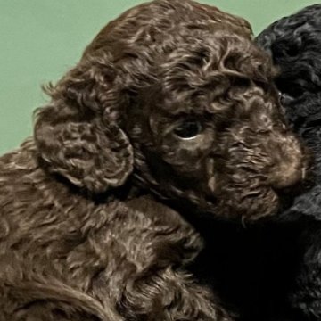 スタンダードプードル【大阪府・女の子・2023年4月30日・ブラウン】の写真「良血統！小さめサイズの綺麗なブラウン女の子」