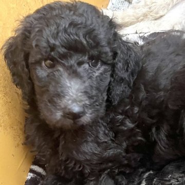 スタンダードプードル【大阪府・男の子・2024年4月27日・シルバー】の写真「良血統！小さめサイズシルバー男の子」