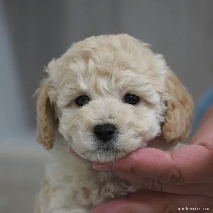 ID:2502-03678の子犬