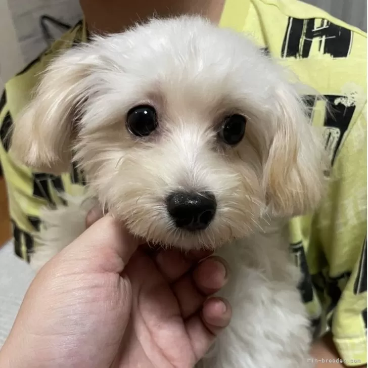 アオ 様のお迎えした子犬