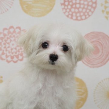 マルチーズ【岐阜県・女の子・2025年5月26日・ホワイト】の写真「写真更新しました」