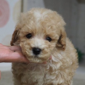トイプードル(トイ)【岐阜県・男の子・2025年10月7日・アプリコット】の写真「個性的カラー♪」