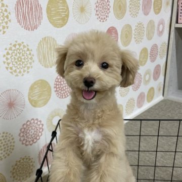 マルプー(マルチーズ×トイプードル)【岐阜県・女の子・2024年7月29日・薄茶】の写真「写真動画更新しました」