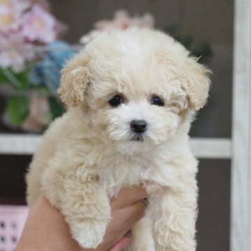 トイプードル(トイ)【岐阜県・女の子・2025年10月7日・クリーム】の写真「とっても可愛い子です♪」