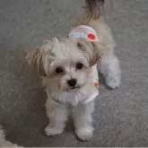 ミックス(マルチーズ×ヨークシャーテリア)【岐阜県・男の子・2025年4月17日・茶】の写真1