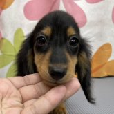 ミニチュアダックスフンド(ロング)