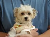 ミックス(マルチーズ×ヨークシャーテリア)【岐阜県・男の子・2025年4月17日・茶】の写真3