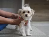 ミックス(マルチーズ×ヨークシャーテリア)【岐阜県・男の子・2025年4月17日・茶】の写真4