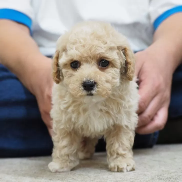 ID：2402-04644の子犬