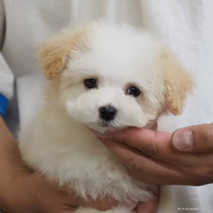 ID：2402-04640の子犬