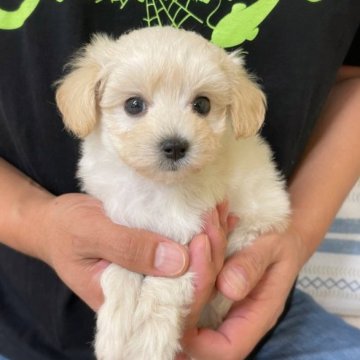 マルプー(マルチーズ×プードル)【岐阜県・男の子・2023年9月8日・クリーム】の写真「見学予約受付中」