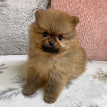 ポメラニアン【岐阜県・男の子・2022年11月25日・オレンジ】の写真「たぬき顔の子です!」