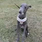 イタリアングレーハウンド【岐阜県・男の子・2024年2月14日・ブルー】の写真1