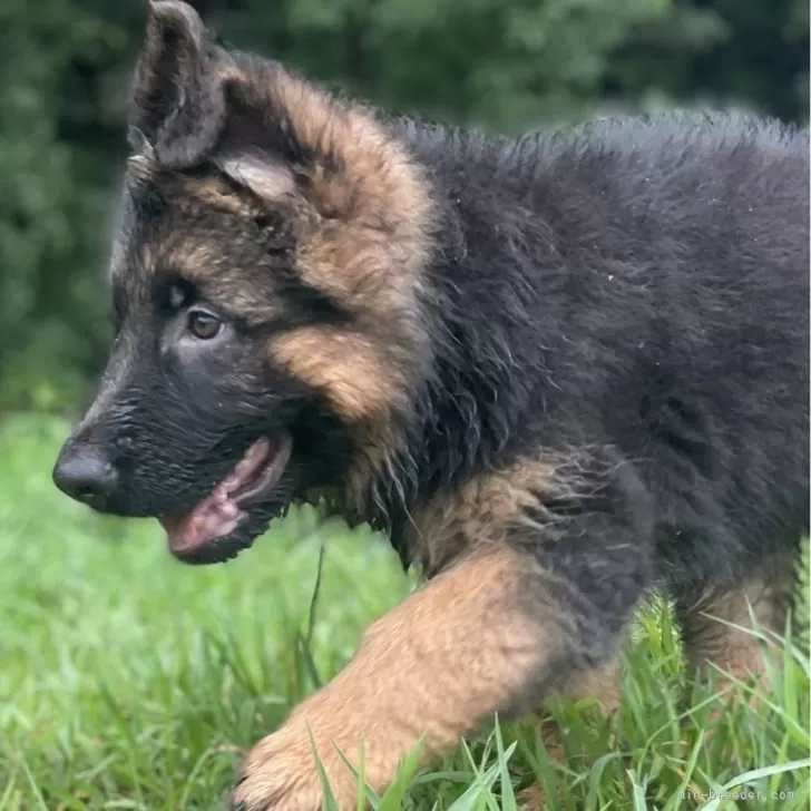 ID：2508-04754の子犬