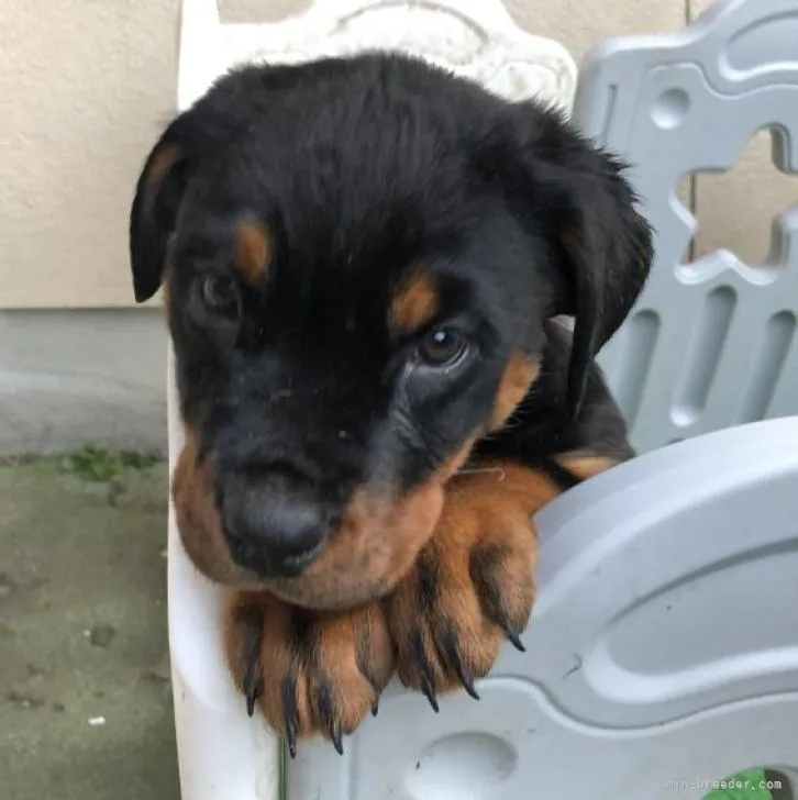 ID:2211-03732の子犬