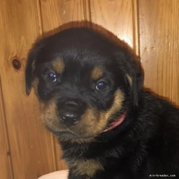 ID：2210-04998の子犬