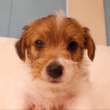 ジャックラッセルテリア【和歌山県・男の子・2024年10月7日・ホワイト&タン】の写真「かわいい男の子」