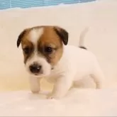 ジャックラッセルテリア【和歌山県・男の子・2025年4月7日・ホワイト&タン】の写真2