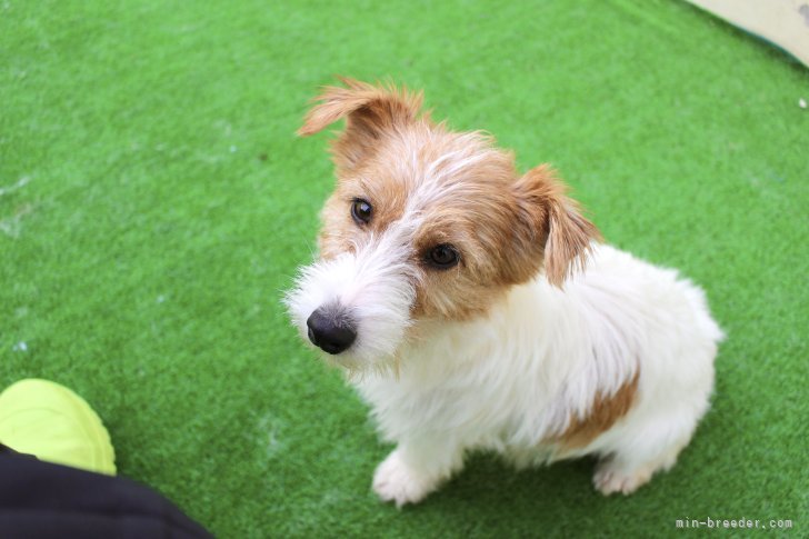 ジャックラッセルテリア【・女の子・2021年12月10日・ホワイト&amp;タン】