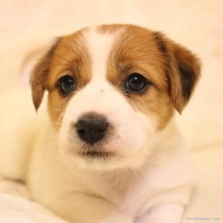 ID:2212-02689の子犬