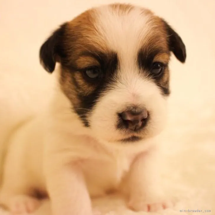ID：2304-00629の子犬