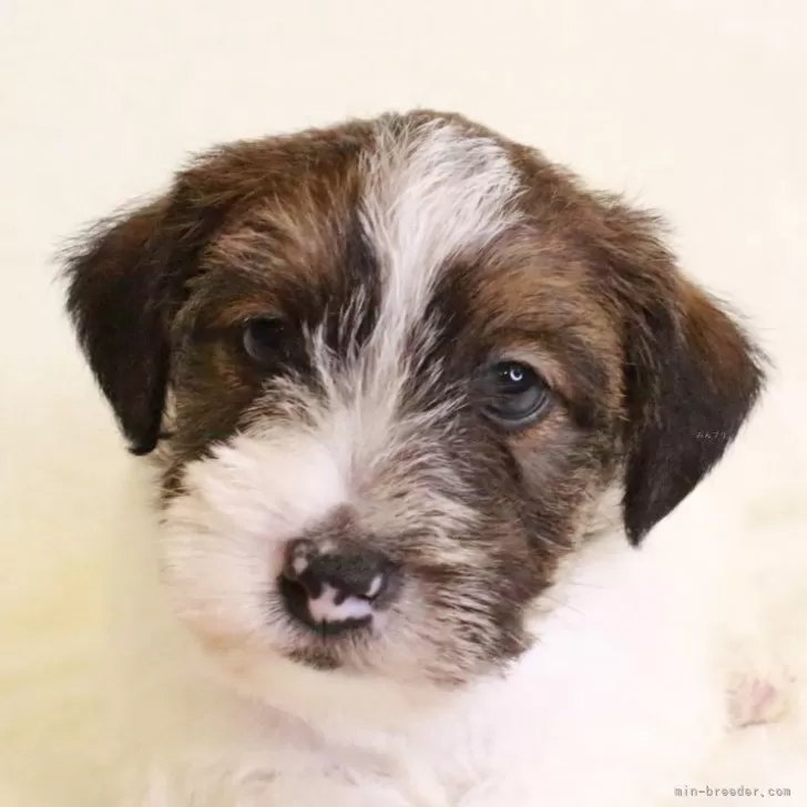 ID：2407-01836の子犬