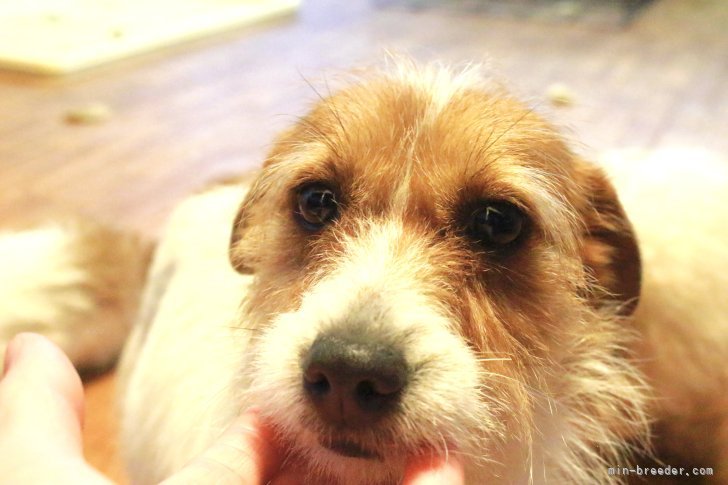 ジャックラッセルテリア【・女の子・2021年12月11日・ホワイト&amp;タン】